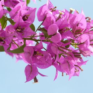 Bougainville