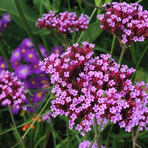 Verveine