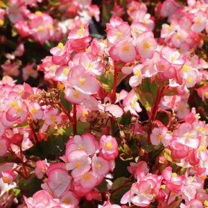 Begonia