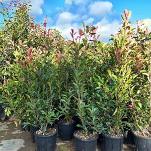 Photinia