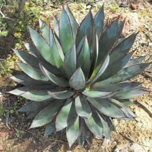 Agave