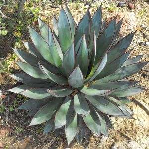 Agave