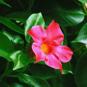 Dipladenia