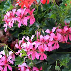 Geraniums