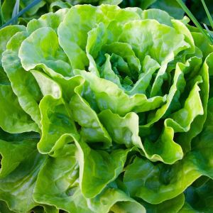Salade
