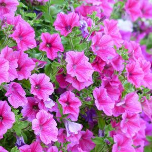 Petunia