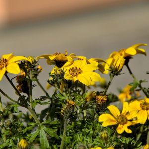 Bidens