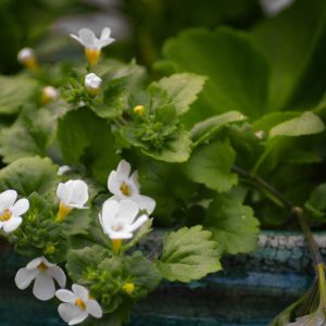 Bacopa