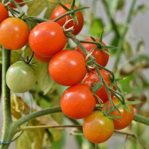 Tomates