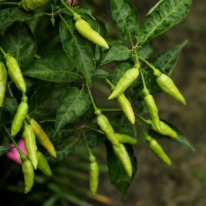 Piment