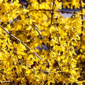 Forsythia