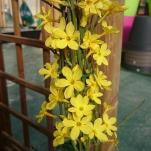 Jasmin Nudiflorum