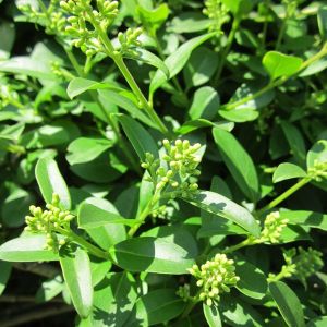 Ligustrum