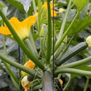 Courgette
